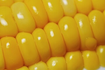 Natural sweet corn with soft lighting highlighting its golden tone.