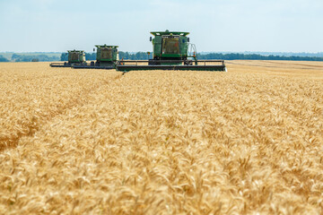 Group of combines gathering new wheat harvest on a field