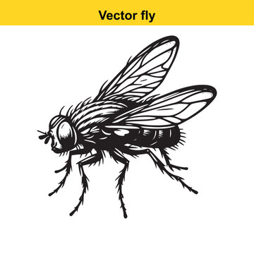 A vector fly.