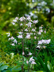 Columbine , or Orliky, or Aquilegia ( Latin- Aquilégia ) is a genus of herbaceous perennial plants of the Buttercup family ( Ranunculaceae )