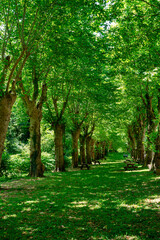 Path through a forest with trees and benches