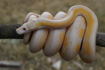 Albino python on tree trunk