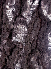 Close-Up of Tree Bark Texture with Natural Patterns  Macro shot of tree bark showing dark rough...