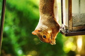Detailed and bright color photo of a squirrel eating from a bird feeder