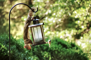 A Squirrel eating out of a bird feeder, while a bird is on the other side