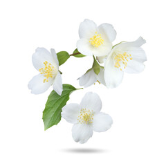 Beautiful jasmine flowers and green leaves falling on white background