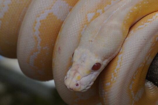 Albino python on tree trunk