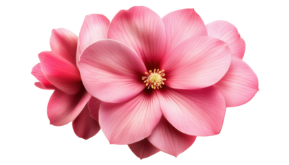 pink flower isolated on transparent background cutout