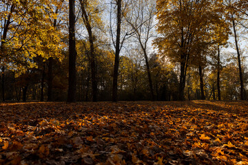 yellow foliage on maples growing in the park in the autumn season, beautiful maples with yellowing...