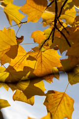 orange foliage of a tulip tree in Indian summer in the park, sunny weather, closeup