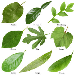Fresh green fruit leaves and names on white background, collage