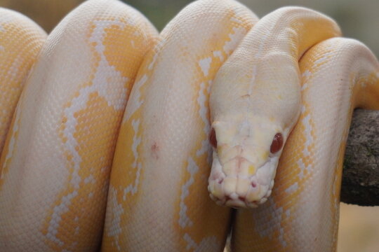 Albino python on tree trunk