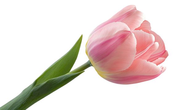 pink tulip isolated on transparent background cutout