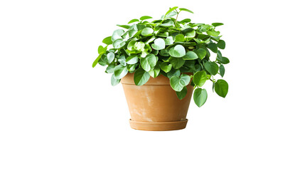 Fototapeta premium Indoor plant in a pot on cut out isolated on white or transparent background