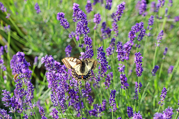 swallowtail butterfly on lavender