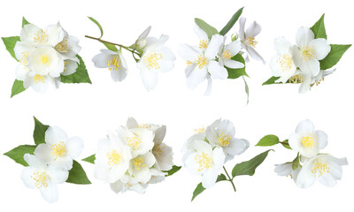Beautiful jasmine flowers and green leaves on white background, collage