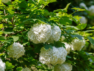 Viburnum vulgare Boule de Neige blooms in garden