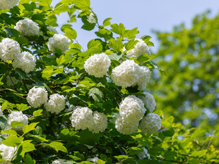 Viburnum vulgare Boule de Neige blooms in garden