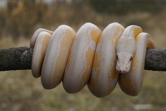 Albino python on tree trunk
