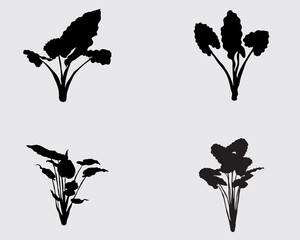 alocasia plant silhouette vector illustration .big leaves house garden plant black shadow isolated on background