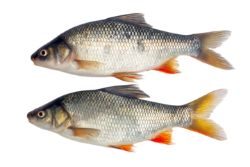 Close up of two fresh river roach fish on a black background.