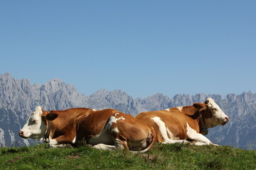 Cows in the Alps