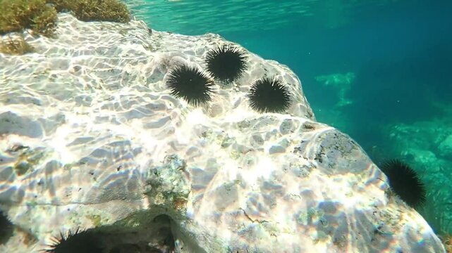 urchin, sea, sea urchin, animal, black, underwater, marine, black sea urchin, mediterranean sea, food, ocean, nature, isolated, life, wildlife, echinus, summer, echinodermata, seafood, water, natural.