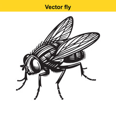 Obraz premium A vector fly.