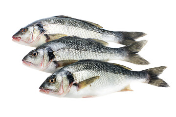 Obraz premium Freshly caught sea bass ready for cooking.