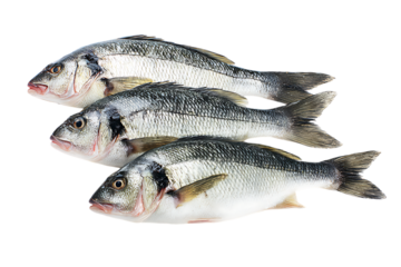 Freshly caught sea bass ready for cooking.