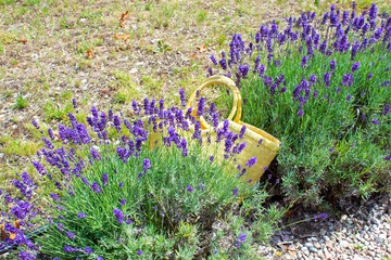 Straw bag in the bushes of blooming lavender. Lavender field.