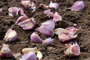 soil preparation and violet garlic for planting during farming in the field