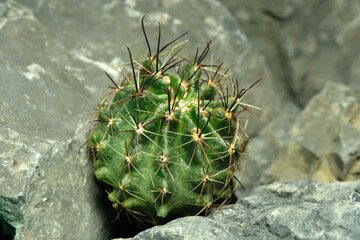Close up Hamatocactus setispinus on artificial habitat, live at rocky rock cliff crevice stone