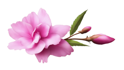 pink flower isolated on transparent background cutout