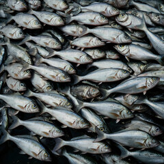 Obraz premium fresh fish at the market AI Generated