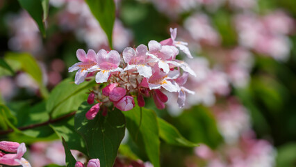 Kolkwitzia amabilis is a deciduous shrub that blooms profusely with bell-shaped flowers