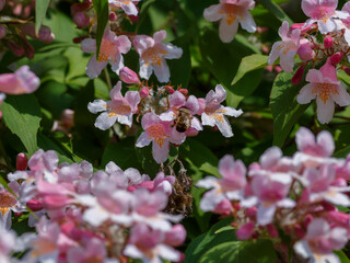 Kolkwitzia amabilis is a deciduous shrub that blooms profusely with bell-shaped flowers