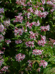 Kolkwitzia amabilis is a deciduous shrub that blooms profusely with bell-shaped flowers