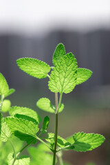 green leaves of mint