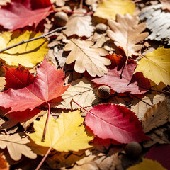 Obraz premium Autumnal Tapestry: A Colorful Carpet of Fallen Leaves