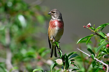 Bluthänfling - Männchen in einem Mandelbaum // Common linnet - male in an almond tree (Linaria cannabina)