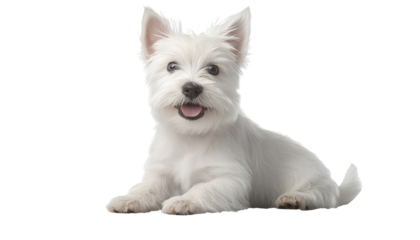 white terrier puppy sitting isolated on transparent background cutout