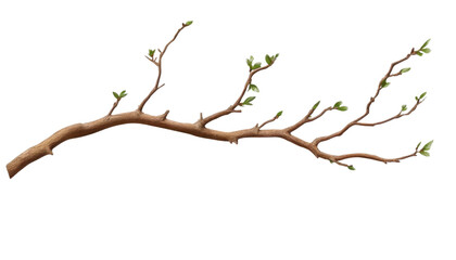 Obraz premium branch isolated on transparent background cutout