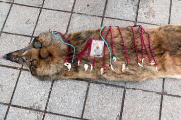 Necklaces made from wolf teeth and bones are displayed and sold on wolf skins, Samarkand, Uzbekistan