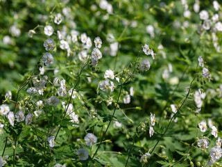 Geranium sanguineum Album is a species of perennial herbaceous plants of the genus Geranium ( Geranium ) of the Geranium family