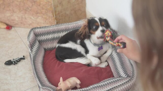 Woman playing with her Cavalier King Charles Spaniel puppy at home. The adorable dog lies in a cozy pet bed, playfully interacting with a colorful toy