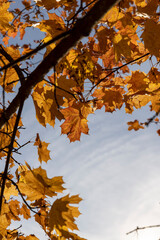 Maple foliage in the autumn season against the blue sky in sunny weather, maple foliage during the fall of leaves in Indian summer