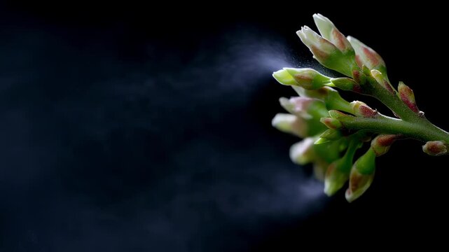 Zoomedin photo of a plant releasing pheromones to attract a specific type of insect to help with pollination. This process, known as allelopathy, is a type of chemical communication