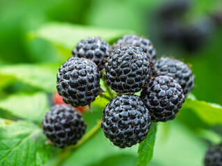Close-up of growing ripe Black raspberries (Rubus occidentalis L.) on stem in garden. Detail of fresh fruit with green leaves. Organic farming, healthy food, BIO viands, back to nature concept.