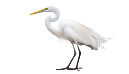 great white heron isolated on transparent background cutout